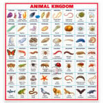 The Evolution of the Animal World